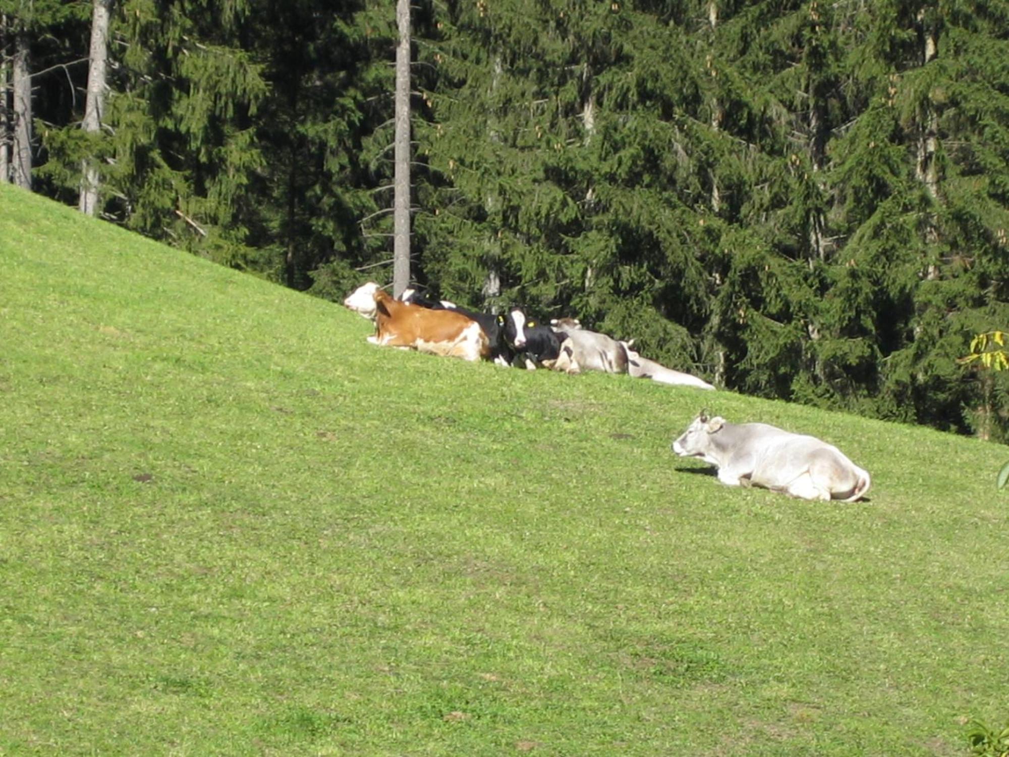 Biohof Hamann Villa Sarentino Bagian luar foto